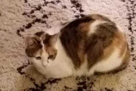 Vermisstmeldung Katze rassenmischung  Weiblich , 7 jahre Brive-la-Gaillarde Frankreich