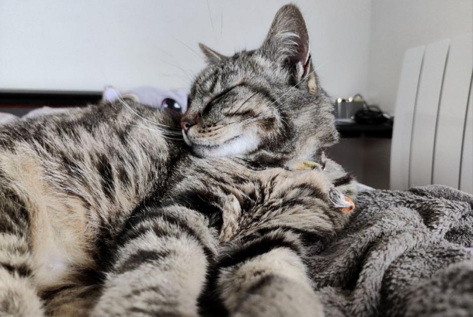 Vermisstmeldung Katze  Männliche , 7 jahre Tulle Frankreich