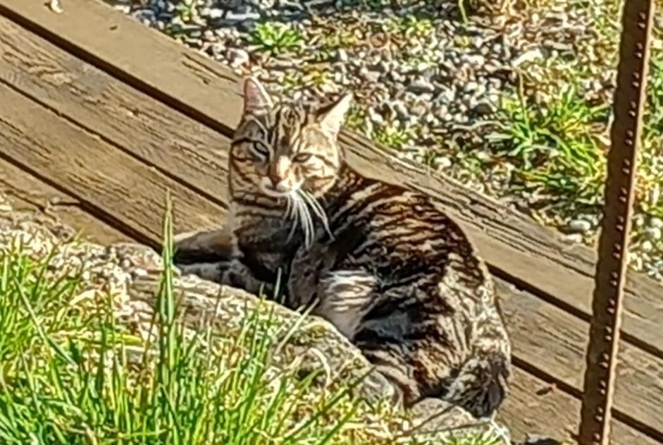 Fundmeldung Katze Unbekannt Seilhac Frankreich