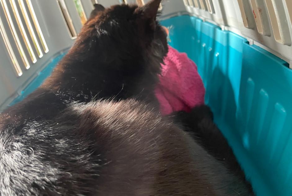 Discovery alert Cat Male Seilhac France