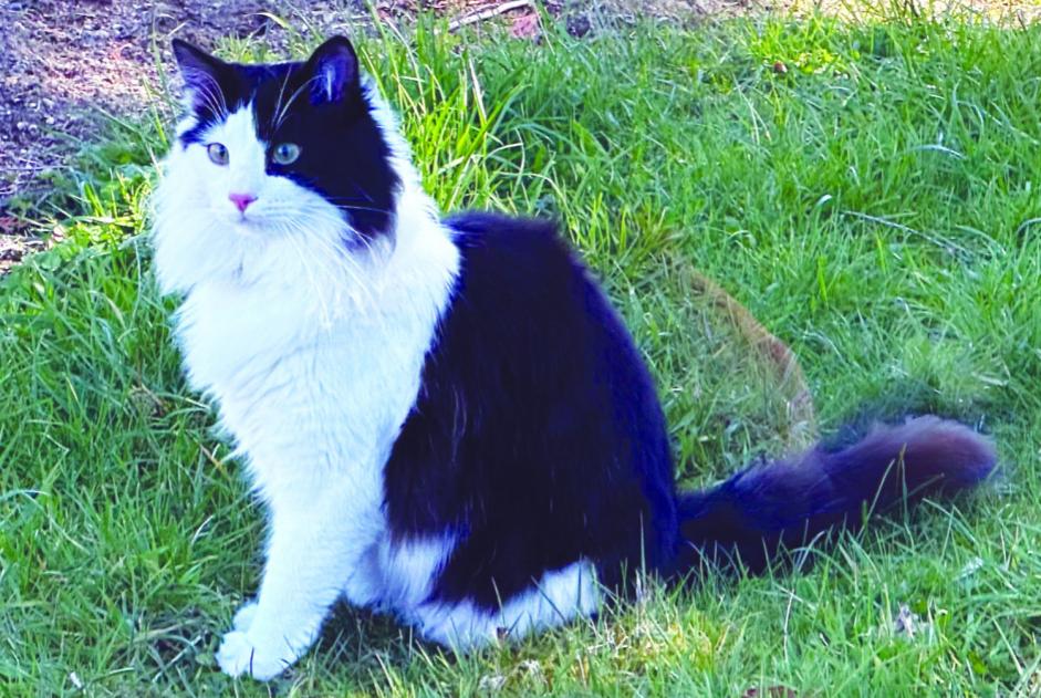 Disappearance alert Cat Male , 1 years Tarnac France
