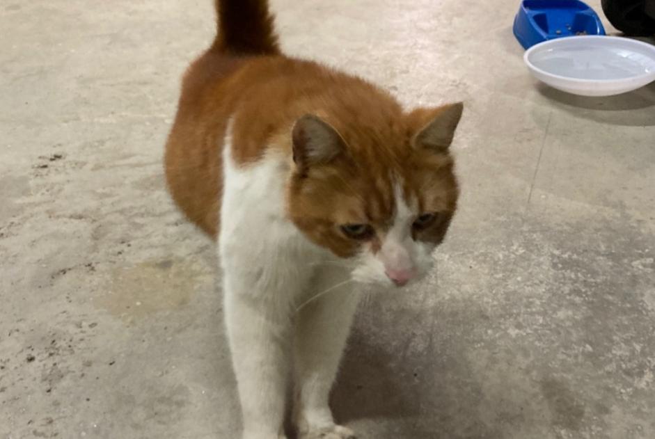 Discovery alert Cat  Male Ussel France
