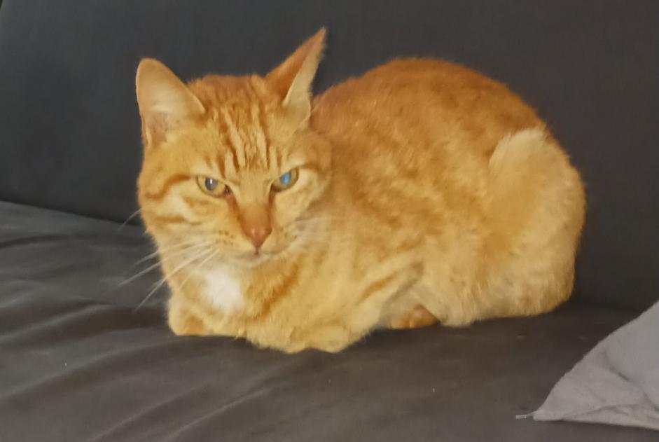 Disappearance alert Cat  Male , 6 years Merlines France