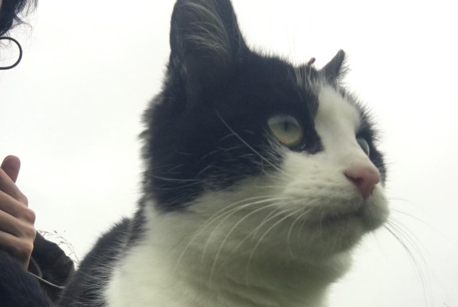 Discovery alert Cat Female Chameyrat France Discovery alert Cat Female Chameyrat France