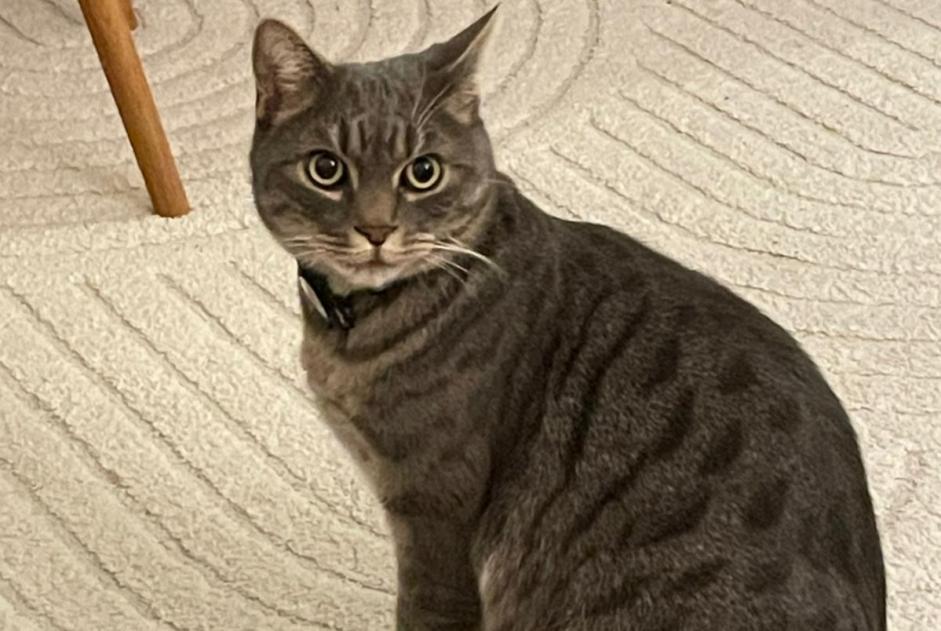 Disappearance alert Cat miscegenation  Male , 5 years Rosiers-d'Égletons France