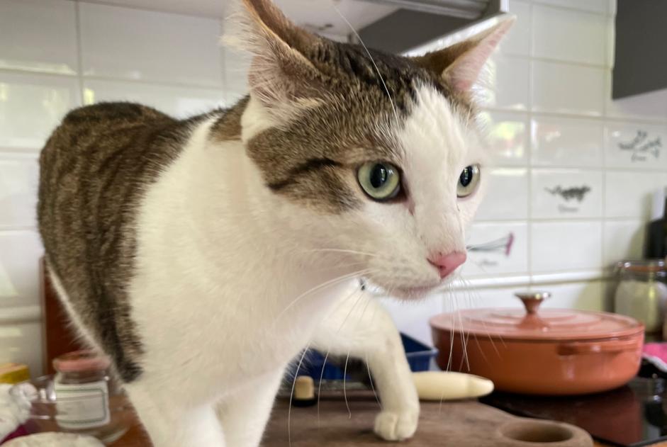 Alerta de Hallazgo Gato cruce  Macho Ussel Francia