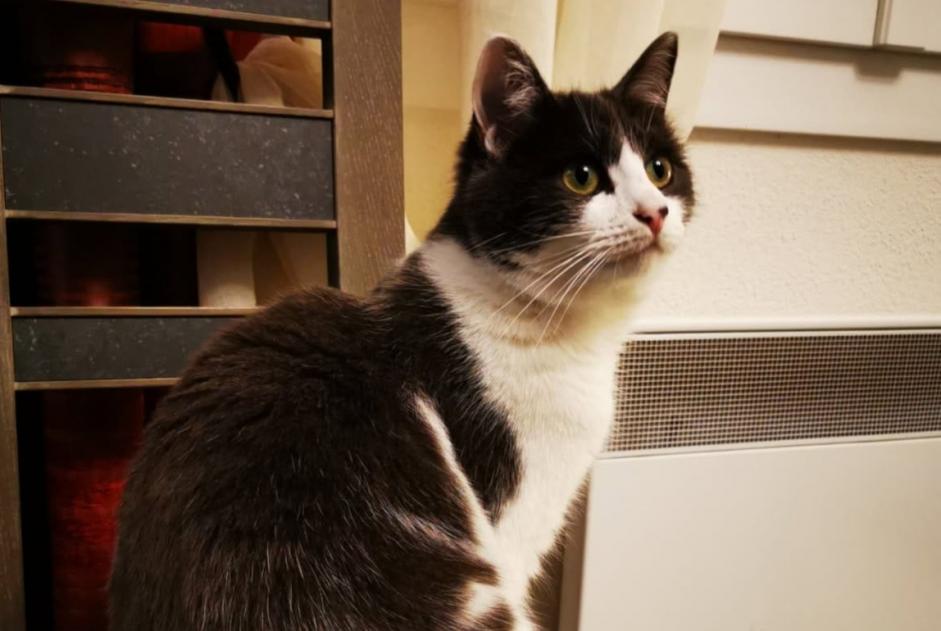 Alerta de Desaparición Gato cruce  Hembra , 2 años Saint-Pantaléon-de-Larche Francia