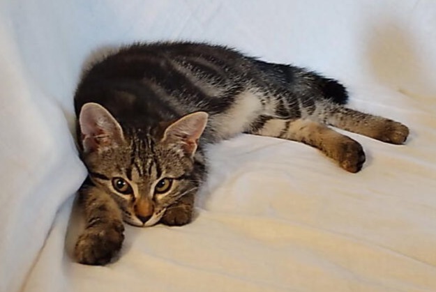 Alerta de Desaparición Gato Hembra , 0 años Turenne Francia