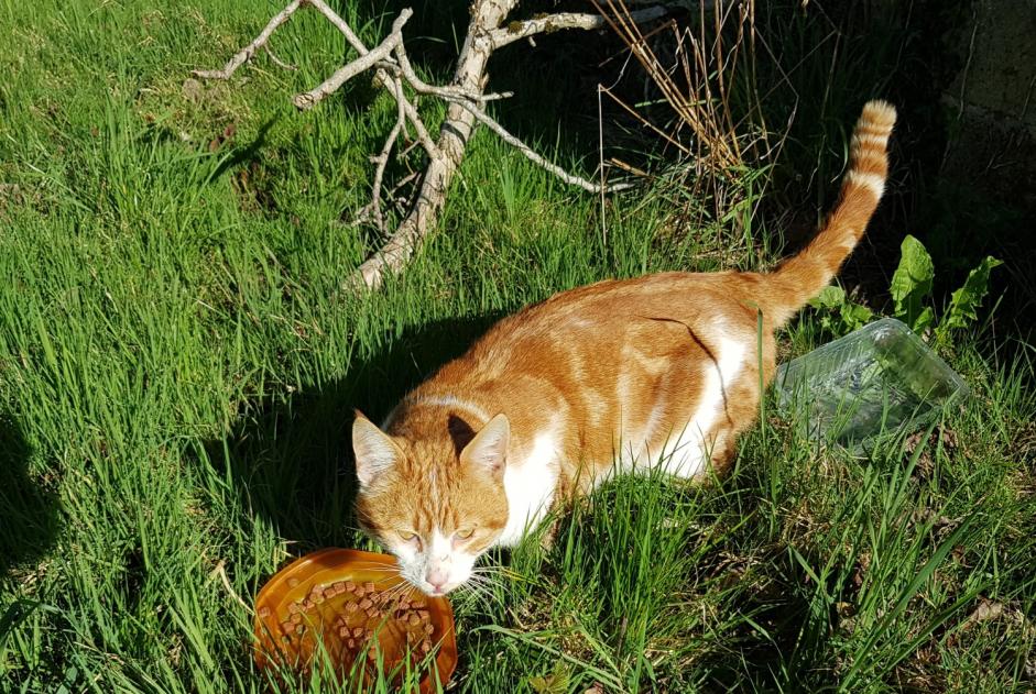 Alerte Découverte Chat Mâle Arnac-Pompadour France