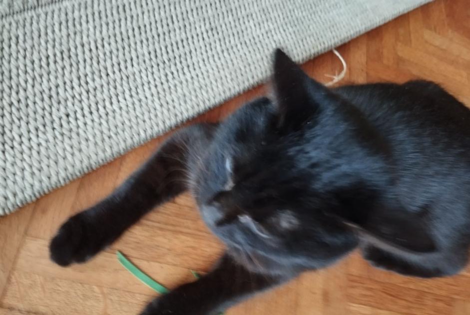 Alerte Disparition Chat Femelle , 1 ans Meymac France Alerte Disparition Chat Femelle , 1 ans Meymac France