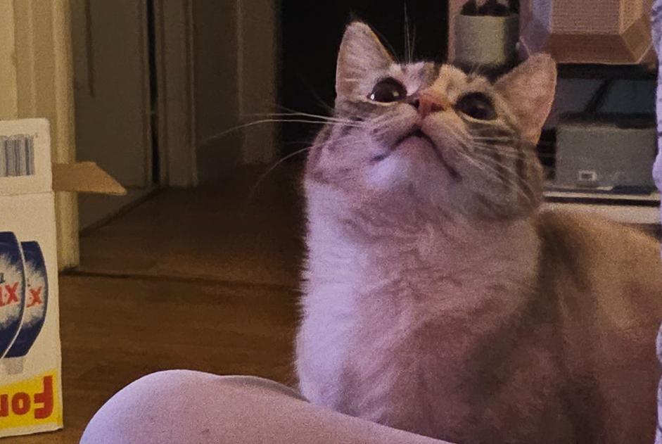 Alerte Disparition Chat Femelle , 4 ans Tulle France Alerte Disparition Chat Femelle , 4 ans Tulle France