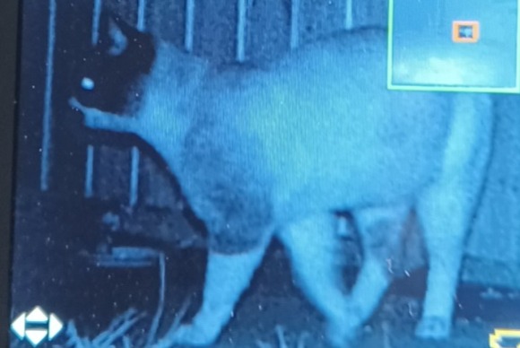 Avviso Ritrovamento Gatto  Non conosciuta Saint-Hilaire-Foissac Francia