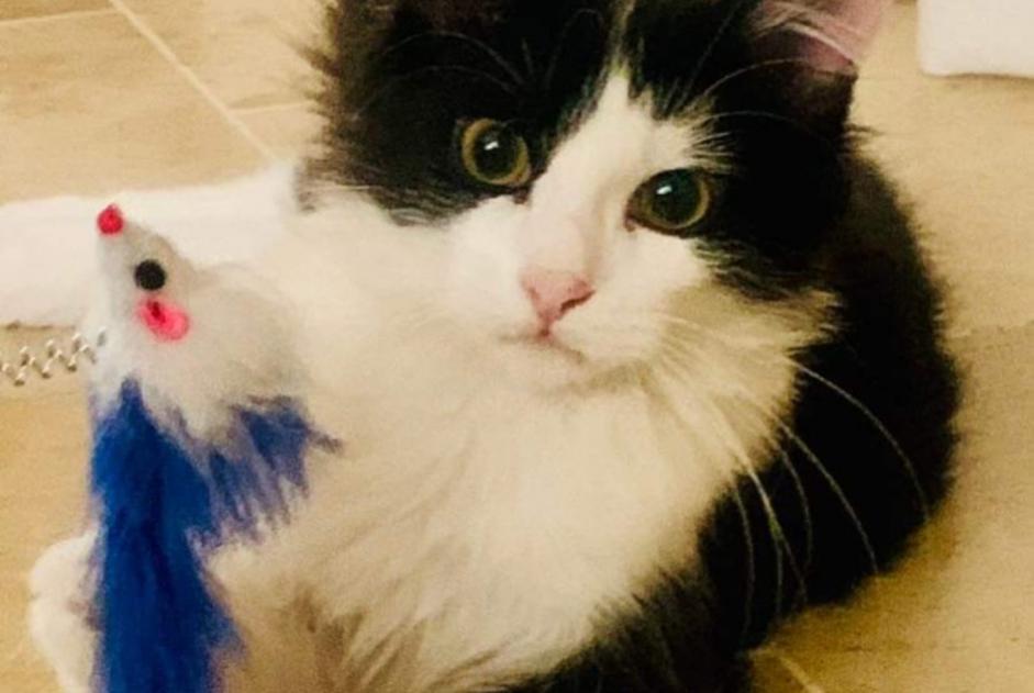 Verdwijningsalarm Kat Mannetje , 1 jaar Saint-Cernin-de-Larche Frankrijk