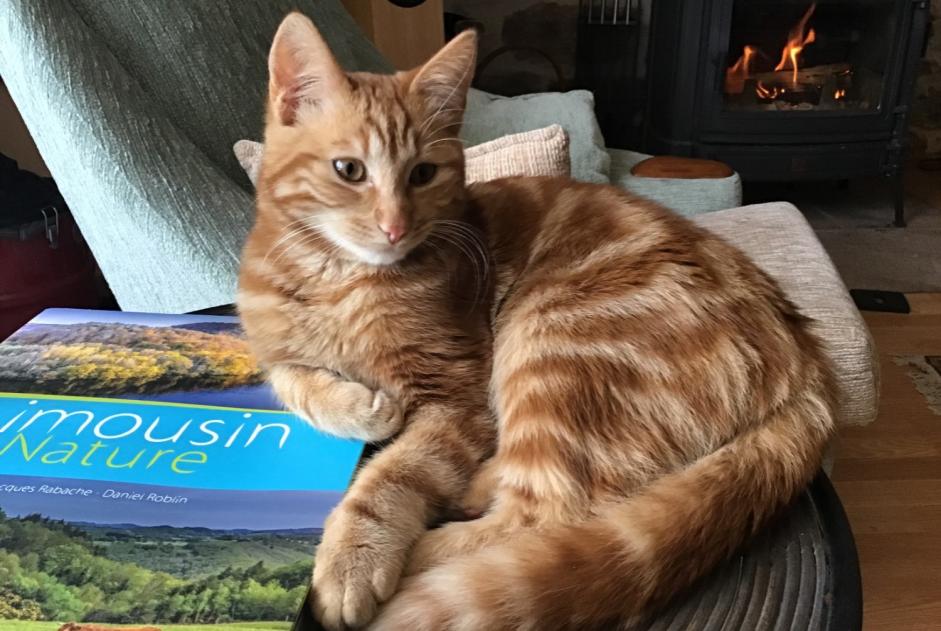 Verdwijningsalarm Kat Mannetje , 1 jaar Bugeat Frankrijk