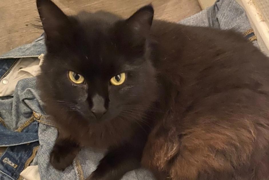 Alerta desaparecimento Gato Fêmea , 2 anos Brive-la-Gaillarde France